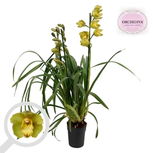 Cymbidium Green Flame 3-4 tak