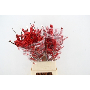 ILEX VE RODE BES 100CM QUASIMODO