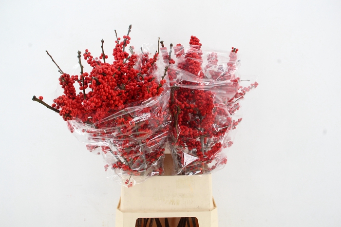 <h4>ILEX VE RODE BES 100CM QUASIMODO</h4>