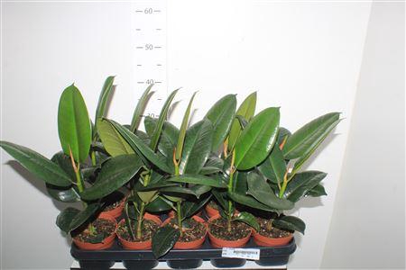 <h4>Fic El Robusta</h4>