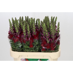 Antirrhinum Maryland Red
