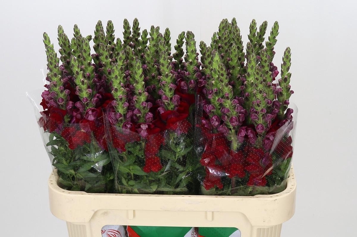 Antirrhinum Maryland Red