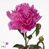 Paeonia glory hallelujah