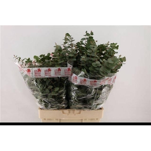 EUC BRIDGESIANA P BS