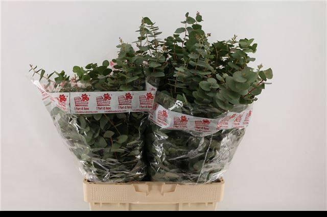 <h4>EUC BRIDGESIANA P BS</h4>