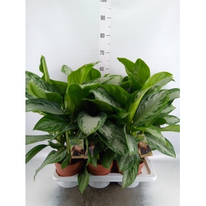 Aglaonema GB 'Silver Bay'