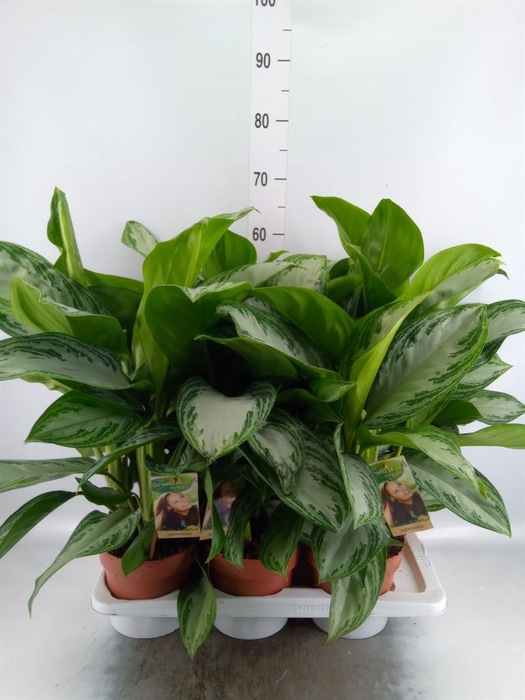 <h4>Aglaonema GB 'Silver Bay'</h4>
