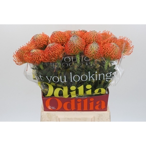 Nutans Ayoba Orange