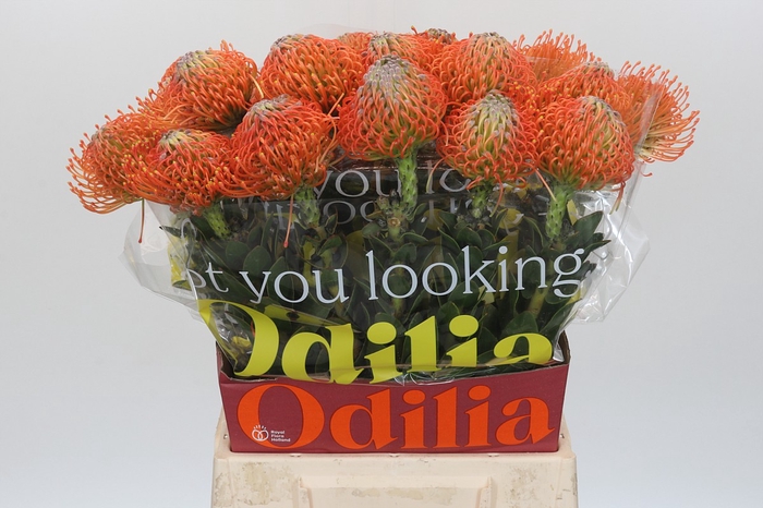 <h4>Nutans Ayoba Orange</h4>