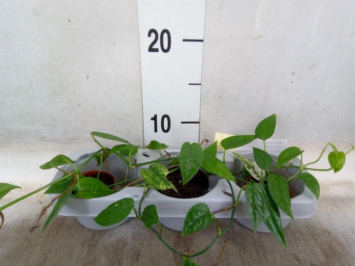 <h4>Orchideeen   ...</h4>