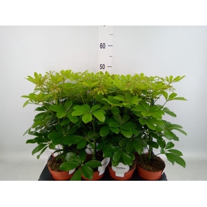 Schefflera arbor. 'Nora'