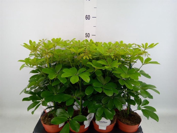 <h4>Schefflera arbor. 'Nora'</h4>