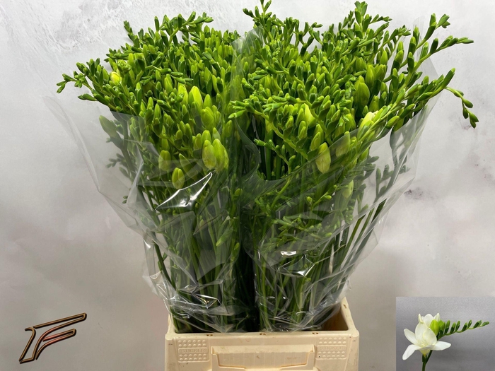 <h4>Freesia enk Avenue</h4>