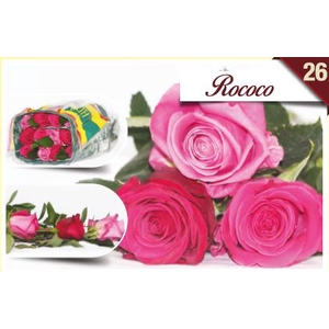 R Gr Rainbow Rococo 40cm EC