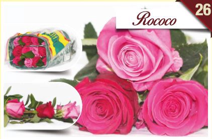 <h4>R Gr Rainbow Rococo 40cm EC</h4>