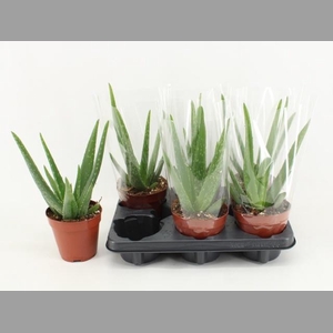 ALOE VERA