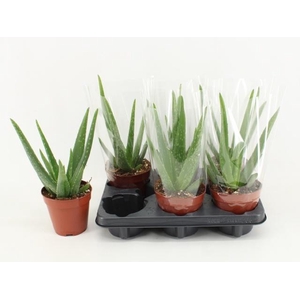 ALOE VERA