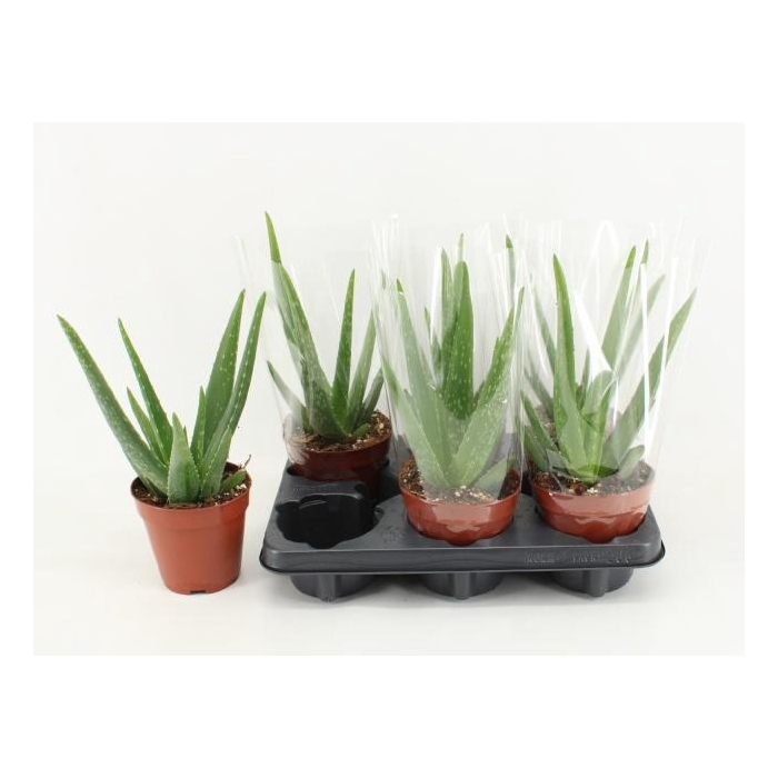 <h4>Aloe Vera</h4>