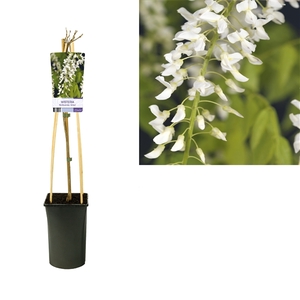 Wisteria floribunda 'Alba' +light label