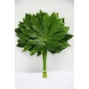 ARALIA 40CM GR. BEAUTY