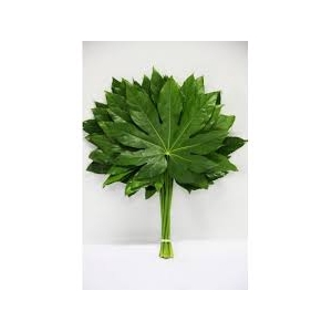 Aralia