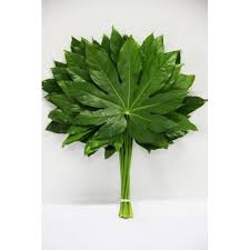 <h4>Aralia</h4>