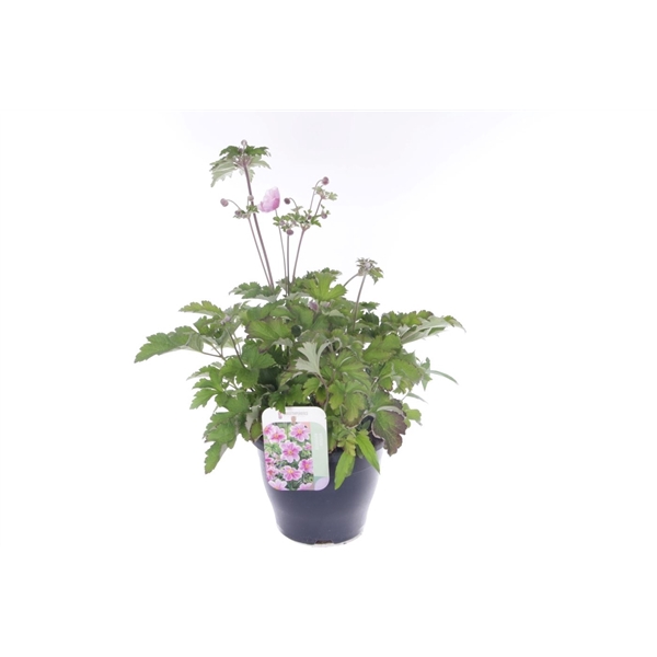 Anemone hupehensis Princess Pink