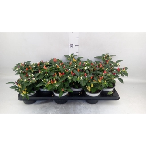 Capsicum annuum 'Acapulco Multicol'