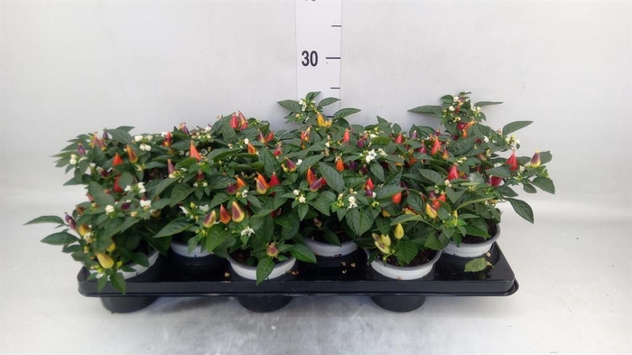 <h4>Capsicum annuum 'Acapulco Multicol'</h4>
