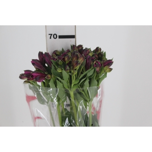 ALSTROEMERIA VARIADO 070 CM
