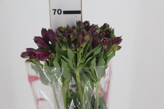 <h4>ALSTROEMERIA VARIADO 070 CM</h4>