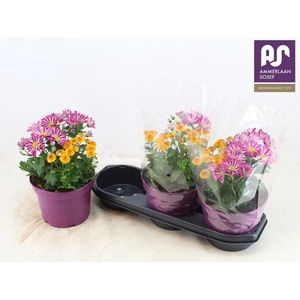 PERKPL GEM IN POT