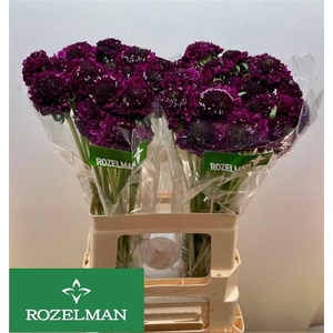 SCAB AT F SCOOP D PU