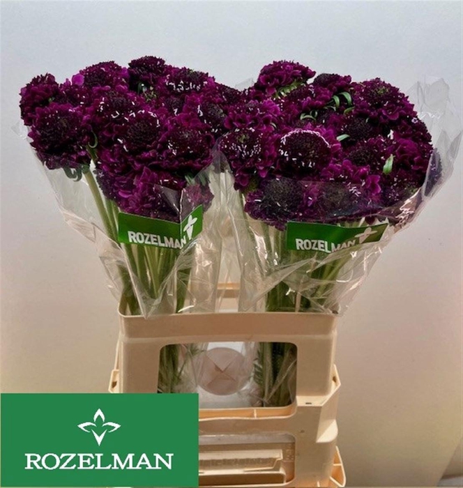 <h4>SCAB AT F SCOOP D PU</h4>