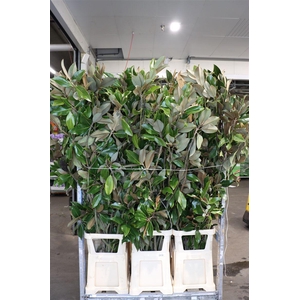 Magnolia Leaves 150cm P Stem