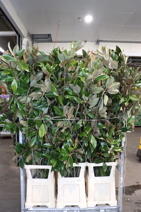 <h4>Magnolia P Stem</h4>