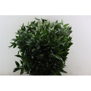 Ruscus Short 300gram P Bunch