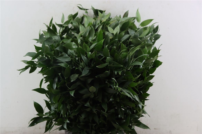 <h4>Ruscus Short 300gram P Bunch</h4>