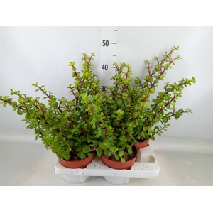Portulacaria afra