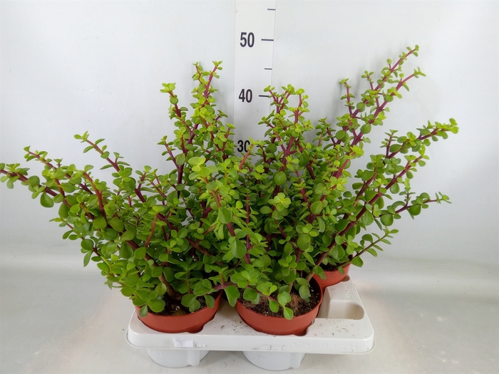 <h4>Portulacaria afra</h4>