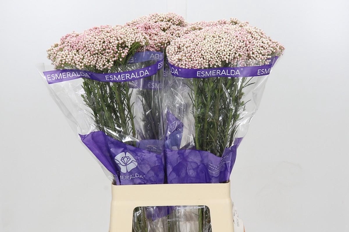 <h4>Ozothamnus Cooks Tall Pink</h4>