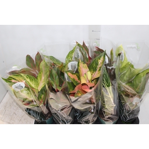 AGLAONEMA VARIADA P12 PREMIUM