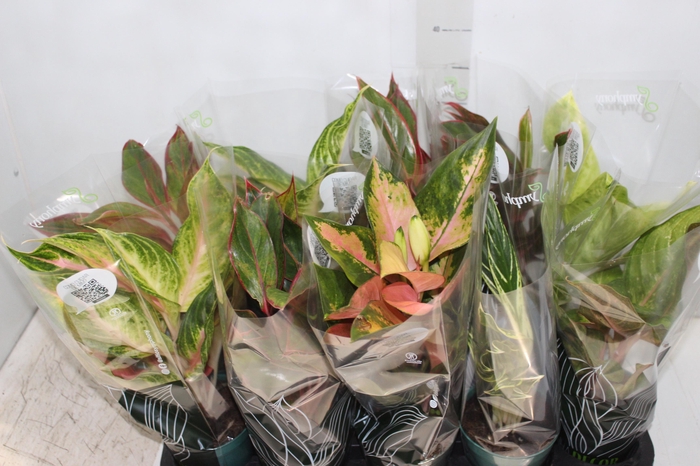 <h4>AGLAONEMA VARIADA P12 PREMIUM</h4>