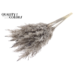 Pampas Grass 70cm 10st/bunch Frosted Grey