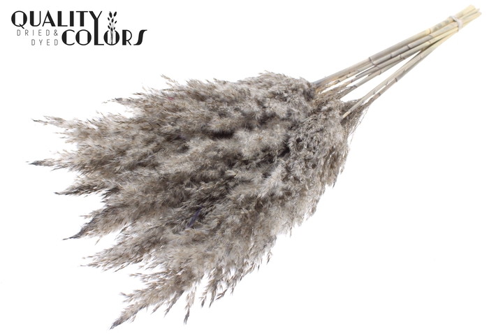 <h4>Pampas Grass 70cm 10st/bunch Frosted Grey</h4>