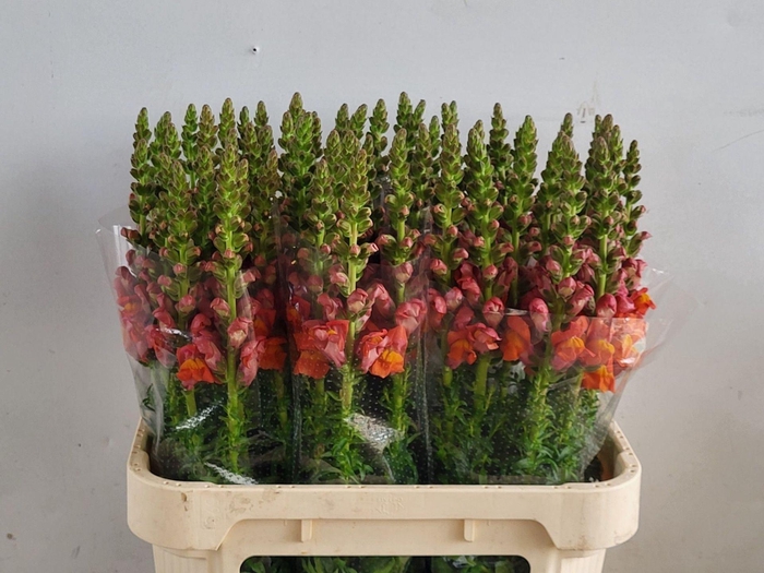 <h4>Antir Avignon Deep Orange</h4>