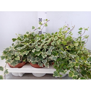 Hedera helix 'White Wonder'