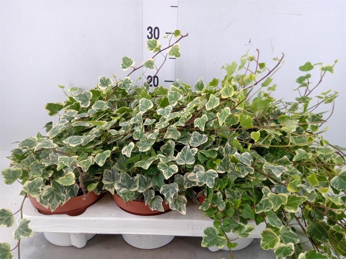<h4>Hedera helix 'White Wonder'</h4>