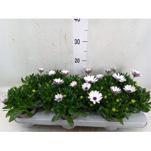 Osteospermum  'Margarita White'