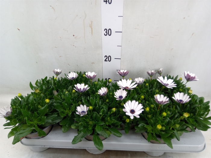 <h4>Osteospermum  'Margarita White'</h4>